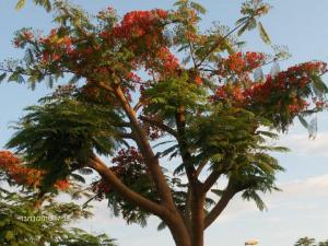 A ''''Delonix regia'''', também conhecida por flor-do-paraíso, pau-rosa; espécie de árvore só existente em Angola